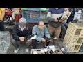 سوق المحله اسعار الحمام الغزار والزاجل والزغاليل والكلفه والعيون الخشب العناني