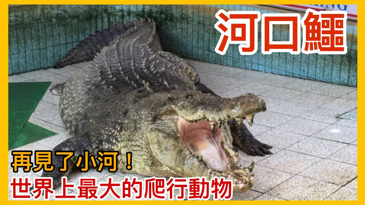 再見了小河!告別世界上最大的人工飼養河口鱷!小河的悲歌喚起動物保護的重要性?!【太神奇了傑克】 縮圖