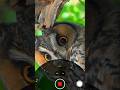 Why Do Birds Fear Owls? 🦉