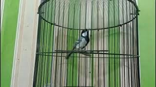 GELATIK BATU ISIAN MEWAH