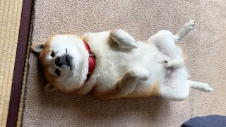 寝方が7日目のミンミンゼミなんよ