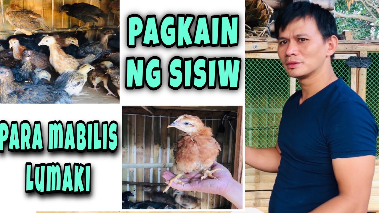 Tamang Dami Ng Pagkain Para Sa Manok