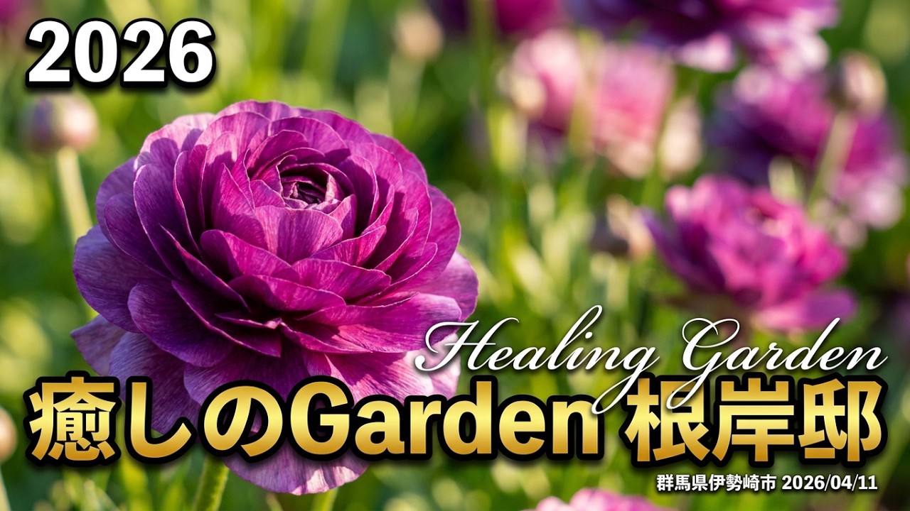 花池 Open Garden Isesaki] Healing Garden (Negishi Residence) Tulip and