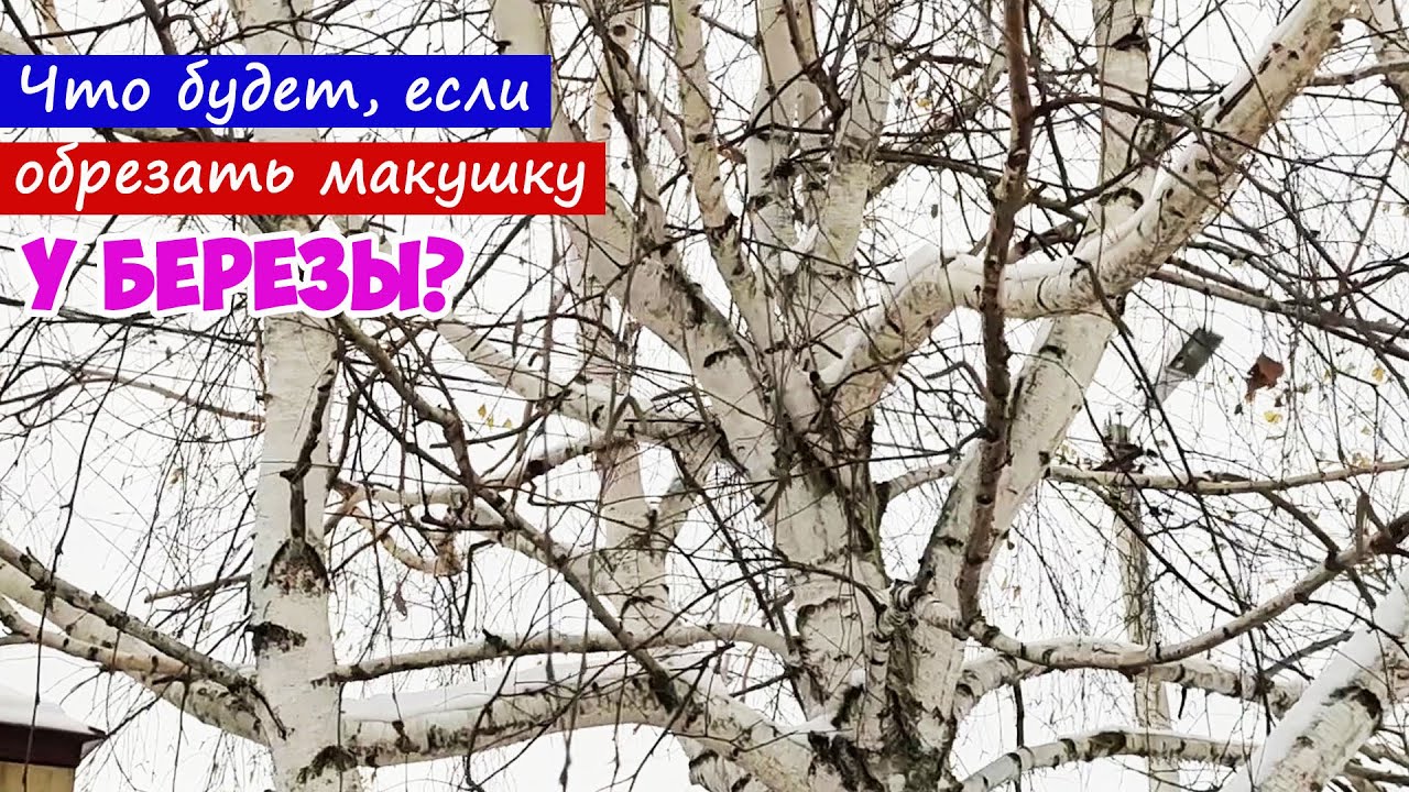 Что будет, если обрезать березу? Показываю, как выглядит береза, которую мы постоянно обрезаем!