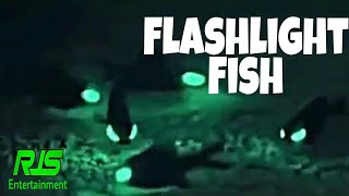 Flash Light Fish_Palepebratus Photoblepharon || RJS Entertainment