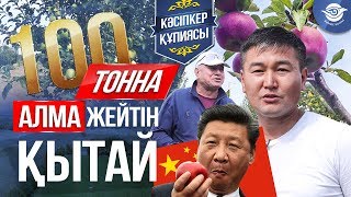 Миллионер Мұғалім. Алма бағы 3 млн тенге Табыс. Қытай, Ресей 100 тонна Алма алды.