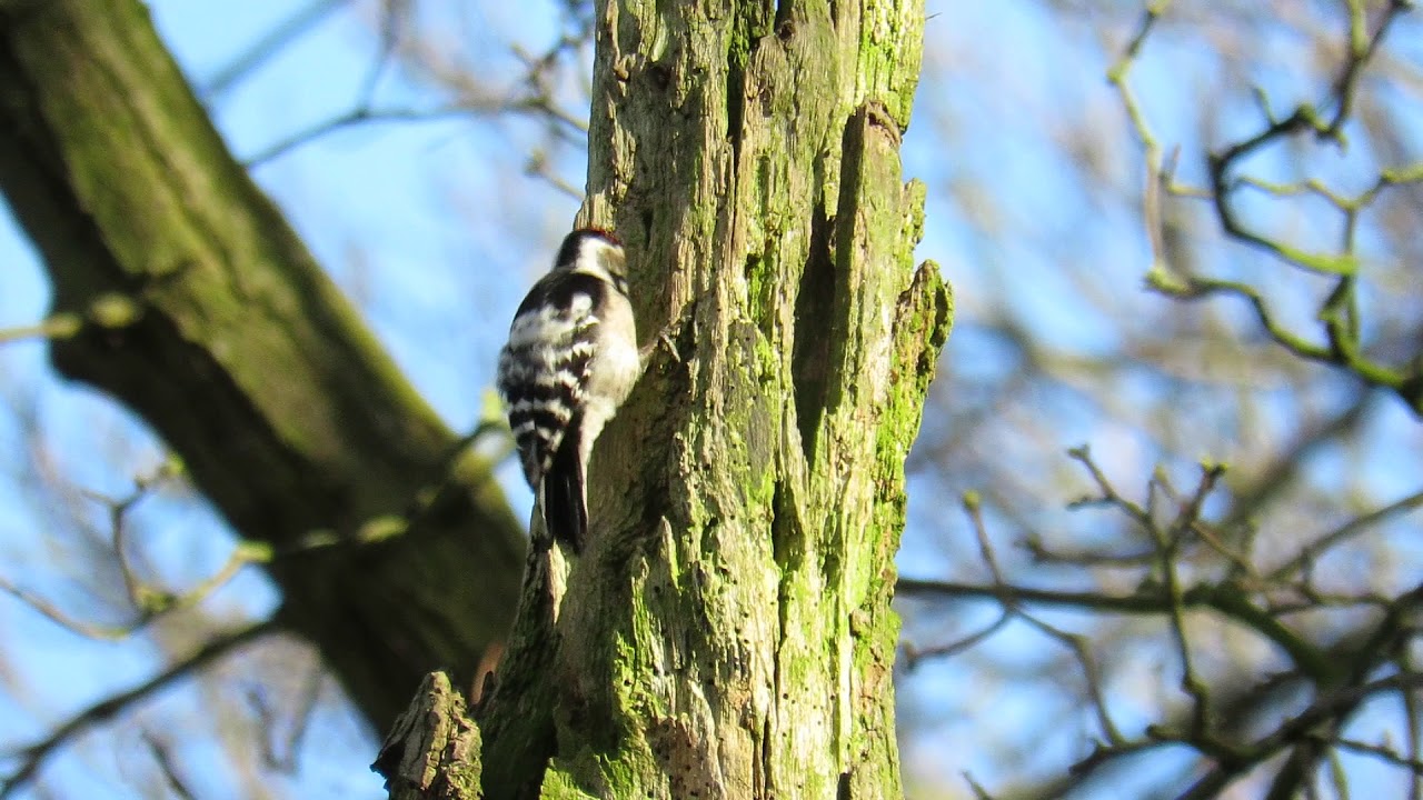 Lesser Spotted Woodpecker drumming in Lings Wood, Northampton 16/3/18