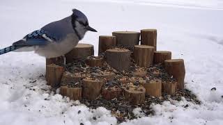 Backyard Winter Birds - Feb 11, 2021