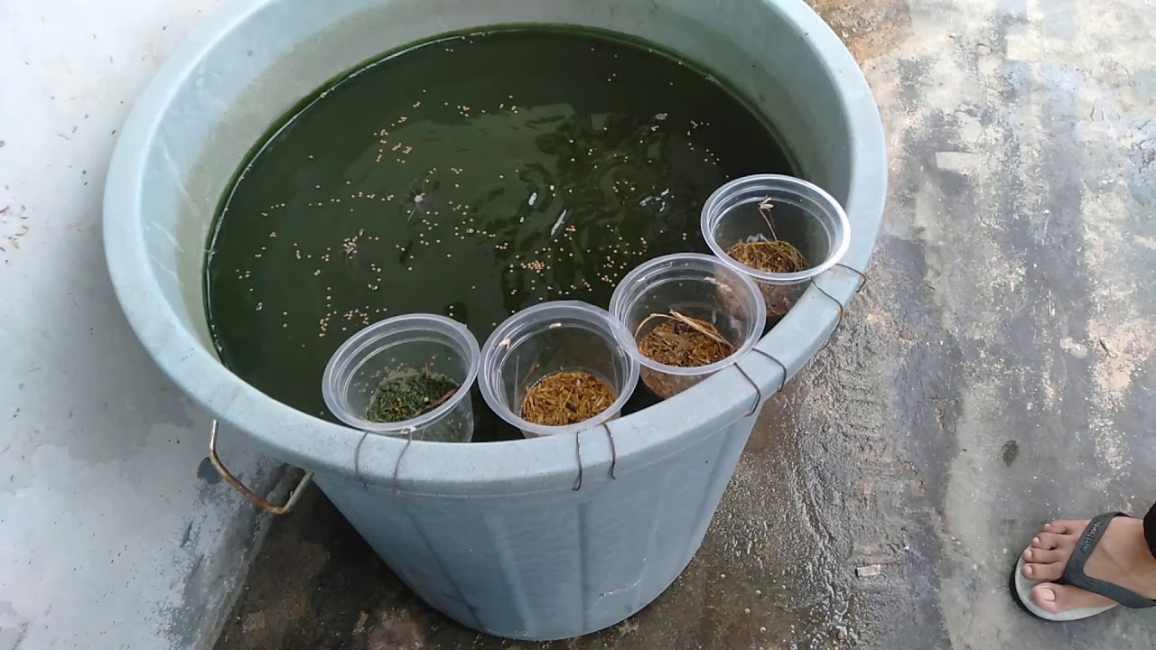 Budidaya ikan lele di dalam ember (Budikdamber) 