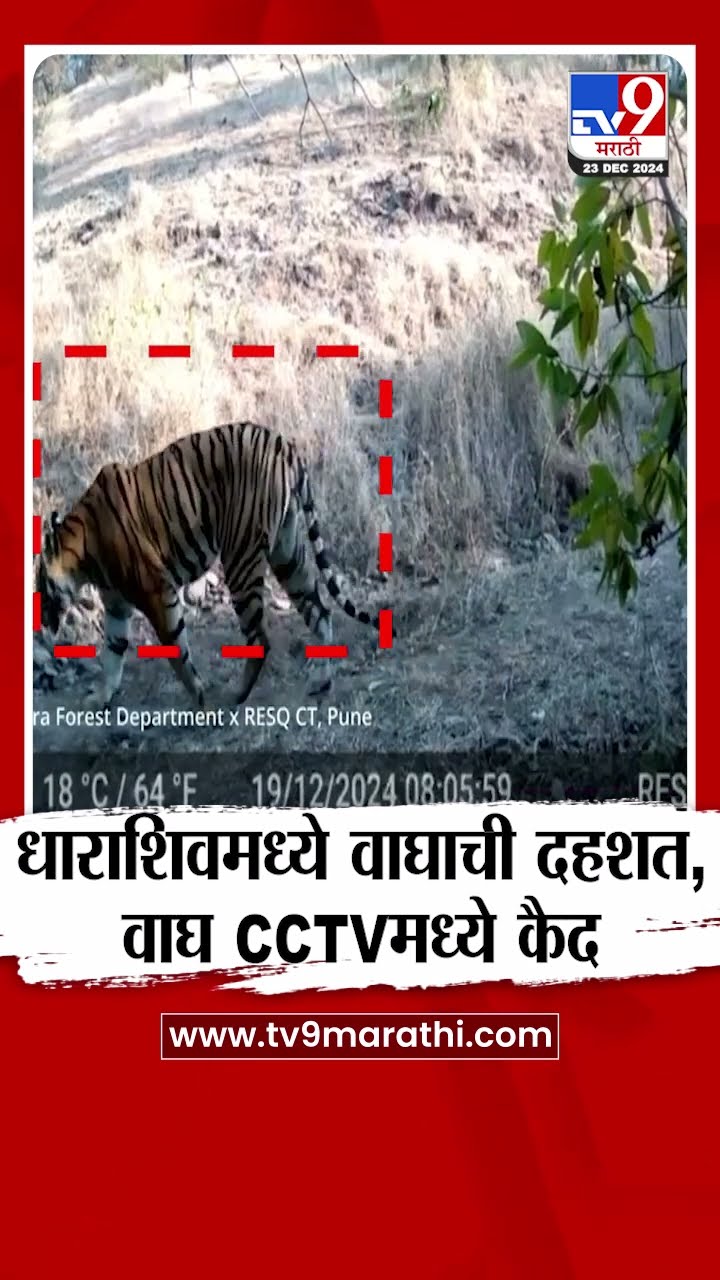 Dharashiv Tiger | धाराशिवमध्ये वाघाची दहशत, वाघ CCTV मध्ये कैद | tv9 marathi