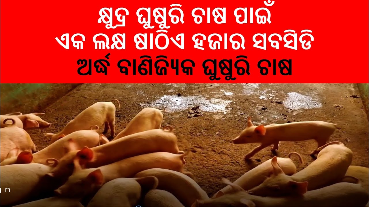 Semi-Commercial Pig Farming ଅର୍ଦ୍ଧ ବାଣିଜ୍ୟିକ ଘୁଷୁରି ଚାଷ