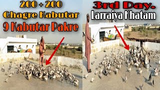 pigeon fight in pakistan || 200+200 pigeons Macht || last day || catch 9 pigeons today ..