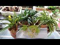 Три Орхидеи Neofinetia falcata(Vanda)Неофинетии-Пересадка из Ооочень Старого Грунта