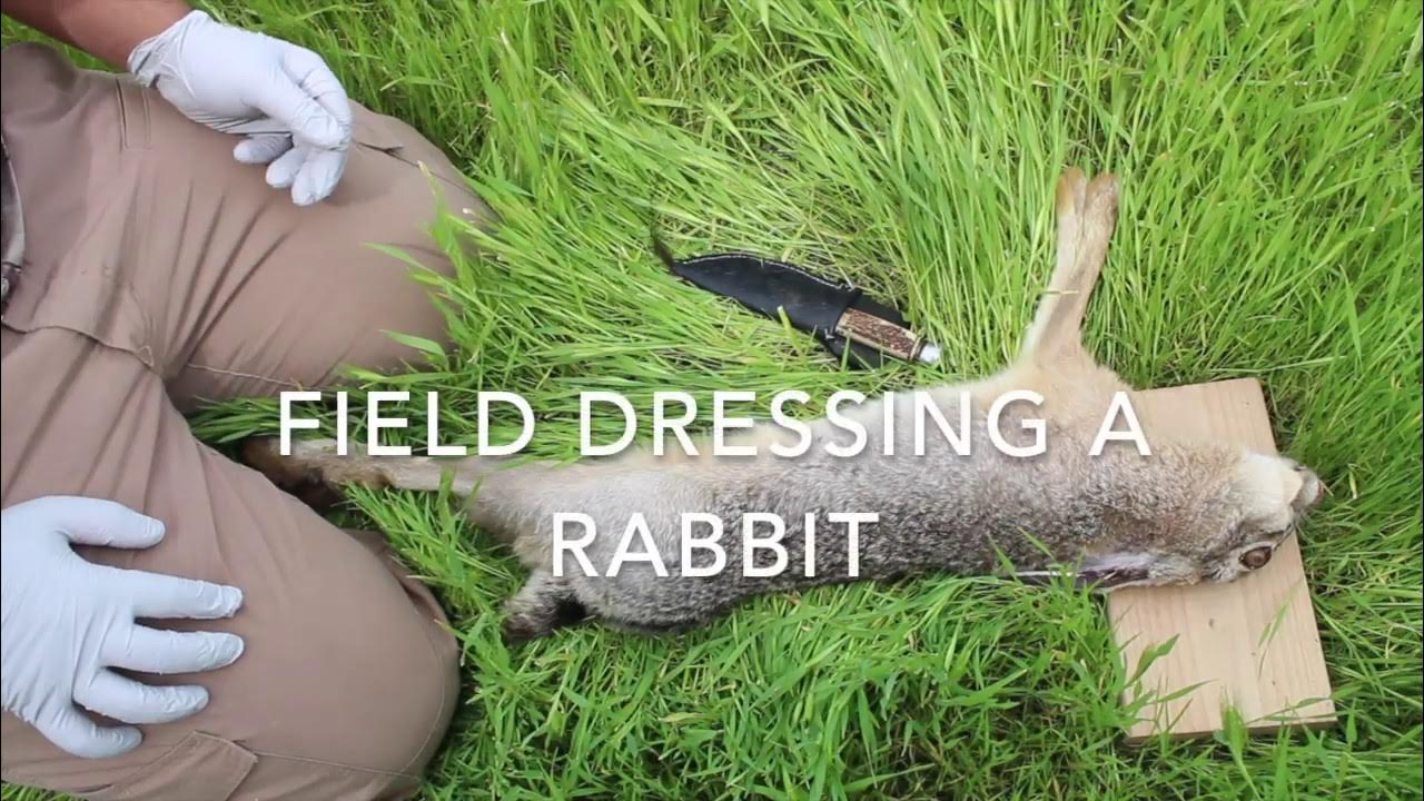 Field Dressing a Rabbit YouTube