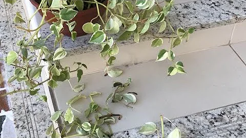 Como recuperar uma peperomia?