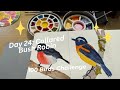 Day 24: Collared Bush Robin of 100 Days Challenge
