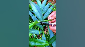 cutting plant leaves with sharp scissors #shorts