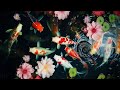 Fish koi so beautifu and coler 😍💞❤️ #fishkoi #koibeautiful #viral #fish ##ornamentalfish