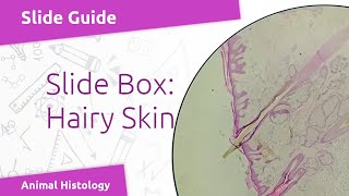 Virtual Slide: Skin (Hairy Skin) [H&E]