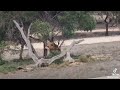 Safari Park See The Leon سفاري بارك الأسد الأسد Leon 