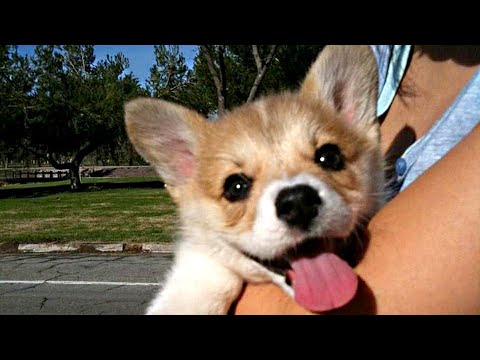 Cutest Corgi Puppies Compilation New Youtube