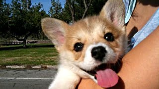 Cutest Corgi Puppies Compilation NEW
