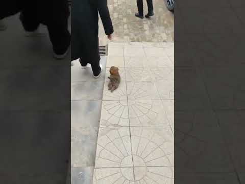 dog làm mạn