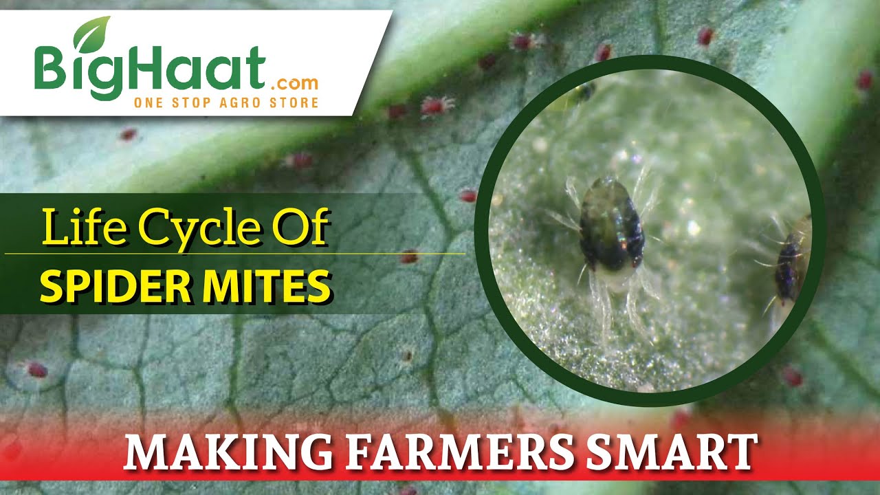 Life Cycle Of Spider Mites BigHaat YouTube