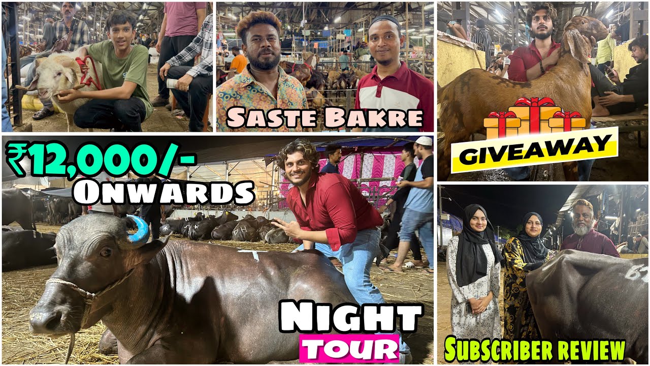 Deonar bakra mandi DAY 8 night tour full paada update aur saste bakre