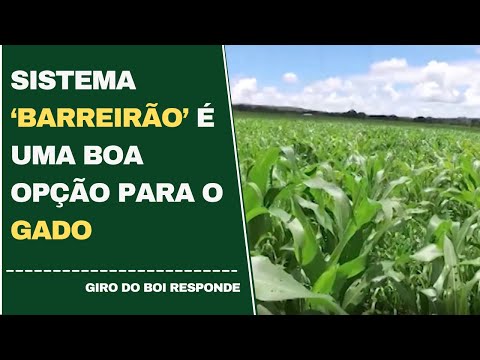 Sistema ‘barreirão’ é uma boa opção para o gado | Giro do Boi - 19/05/2022