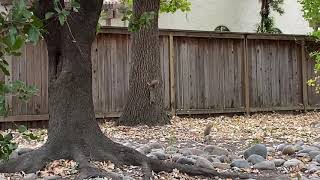 Squirrel observation no. 2
