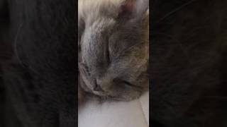 Selkirk Rex cat, 'Regan', - Sleepy Meowbaby - Kimmaaay's Cat by Selkirk Rex Regan - Kimmaaay's Cat 69 views 7 years ago 2 minutes, 11 seconds