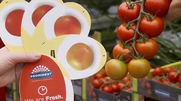 Dutch expertise to reduce food losses in fresh chains