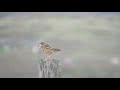 Red Throated Pipit Skaw Unst Oct 2017 Red Throated Pipit Skaw Unst Oct 2017