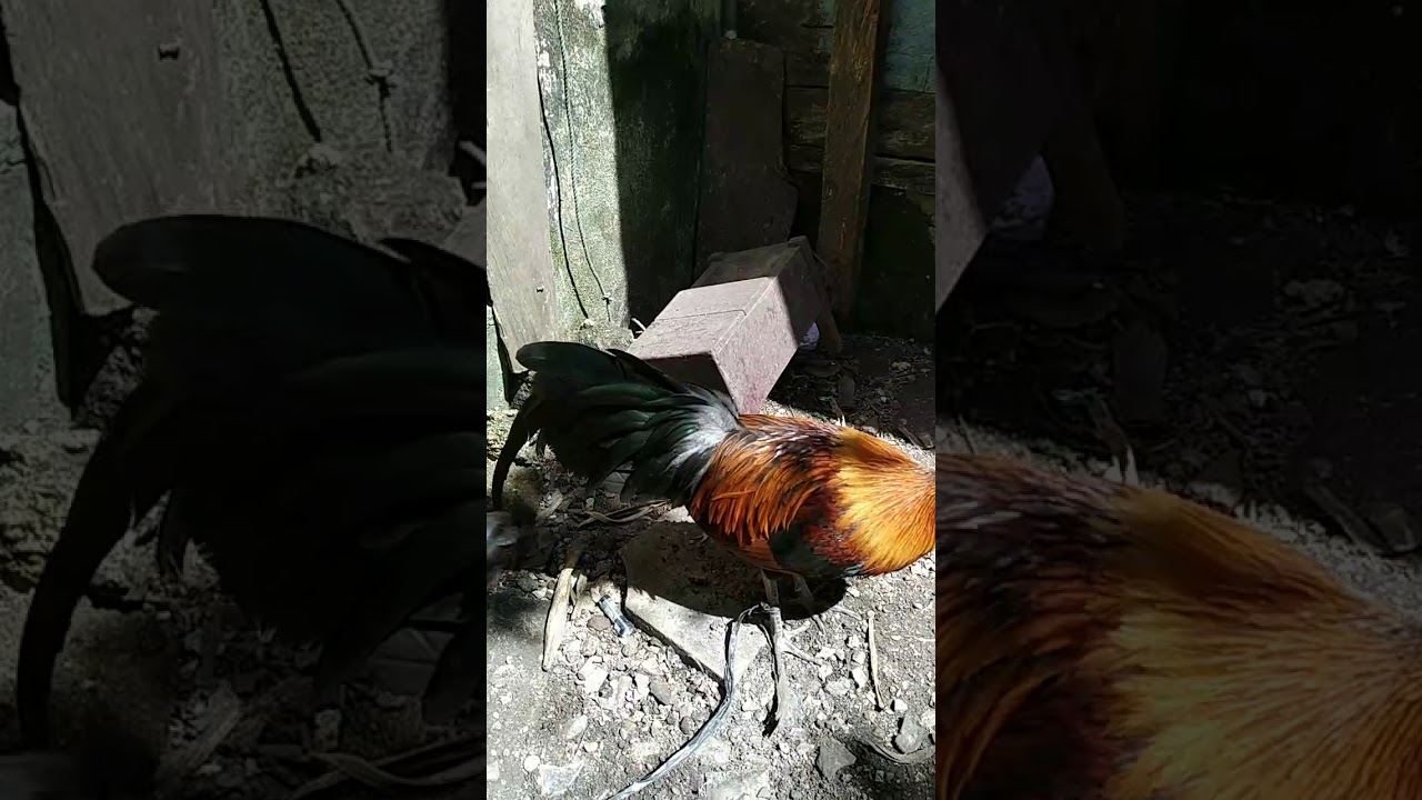 Ayam hutan sulawesi JINAK TOTAL 