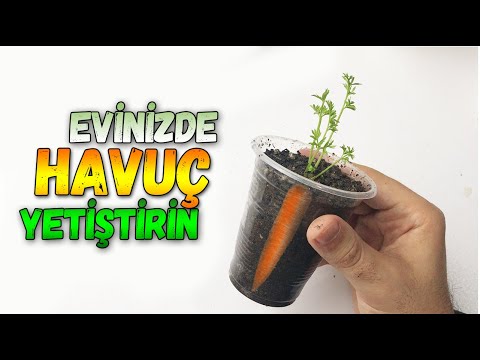 Havuç Çöplerini Atmayın! Evde Havuç Çimlendirme