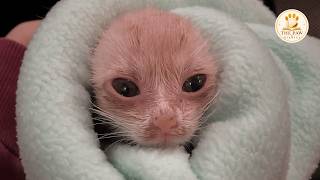 Kitten Was Hours From Euthanasia… Now He's Saving Other Kittens