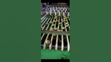 pear sorting machine,pear grading machine