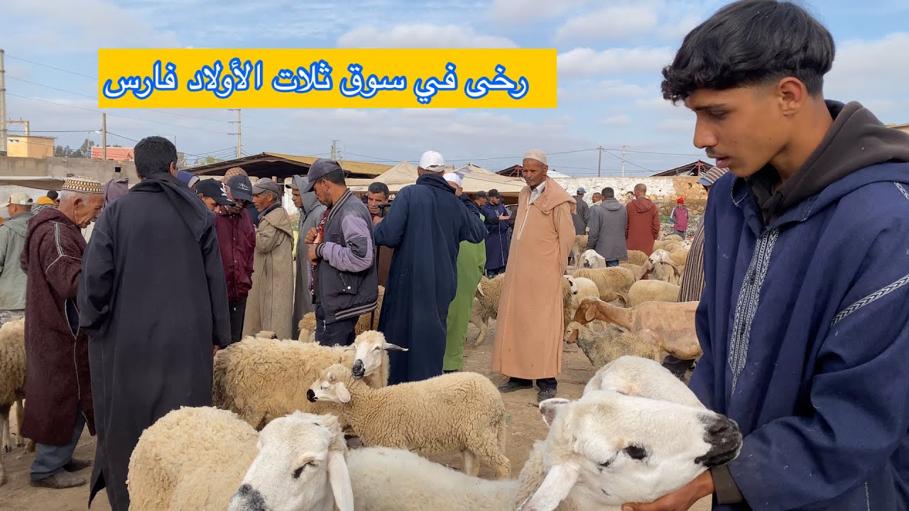 مباشرة من سوق ثلات الأولاد فارس مع التمن حولي والنعجة تصوير بتاريخ 29/04/2025