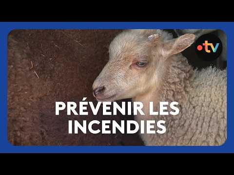 Eco-grazing: A new solution to wildfires?