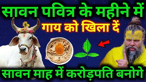 सावन के महीने में गाय को खिला दें ये 1 चीज सावन के महीने में  बन जाओगे धनवान #premanandjimaharaj