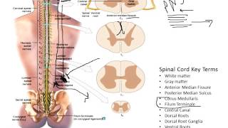 Chapter 13 Spinal Cord