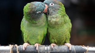 Photos Doiseaux Insolites Drôles