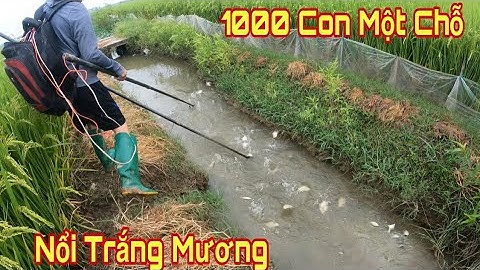 Kích Cá Ngày Nước Cạn Cá Dồn Vào Một Chỗ Nổi Trắng Mương Phải 1000 Con