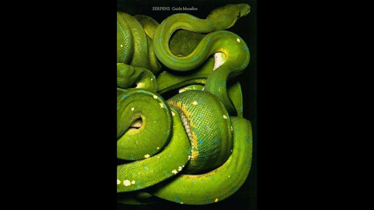 Guido Mocafico – Serpens