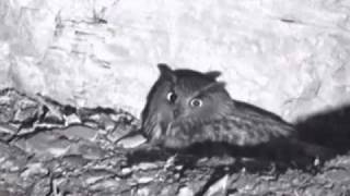 Eurasian Eagle-owls Call to Each Other in the Night March 2, 2011:  He's irresistible!  She must fly to him!  We believe Madame laid the first egg on March 2, and we think these are the same owls that nested here last year.

Bubo bubo
Dutch name:  Oehoe
http://www.beleefdelente.nl/
English translations:  http://genietvandelente.nl/viewforum.php?f=61