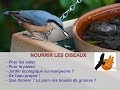 Comment et pourquoi nourrir les oiseaux du jardin ?