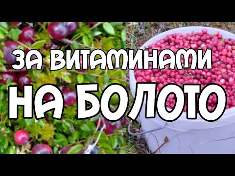 Собирал я на болоте клюкву ответы. Собирал я на болоте клюкву ответы. Ягоды растущие на болоте. Как собирать клюкву быстро. Вологодские болота клюква.