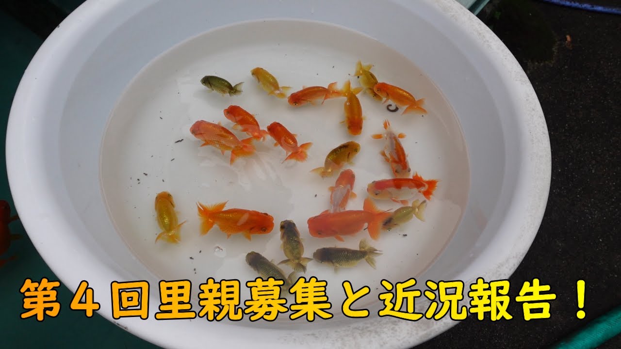 ランチュウ 第4回里親募集と近況報告 ランチュウ 金魚 里親募集 メダカ ミジンコ Youtube ランチュウ 第4回里親募集と近況報告 ランチュウ 金魚 里親募集 メダカ ミジンコ Youtube