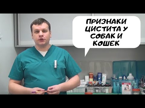 Видео: Повышенное мочеиспускание и жажда у кошек